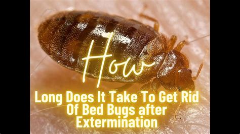 how long after extermination do bugs die